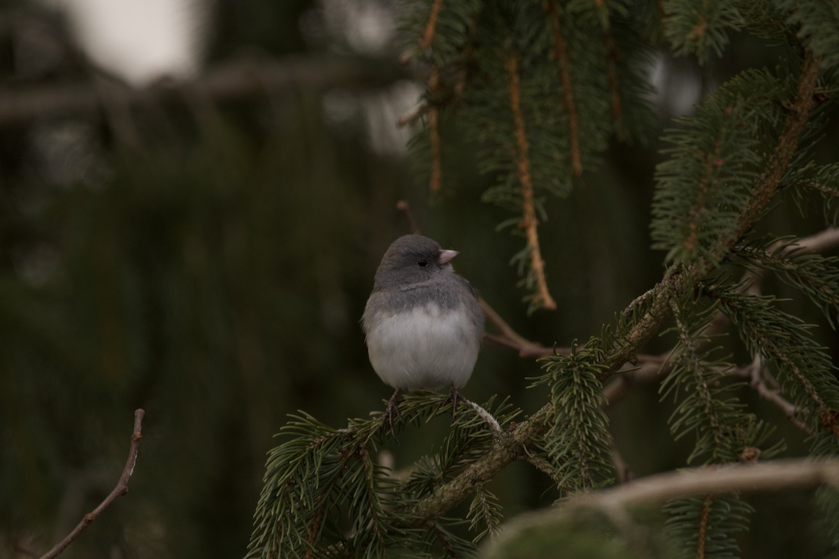 Dark-eyed Junco - ML529657531