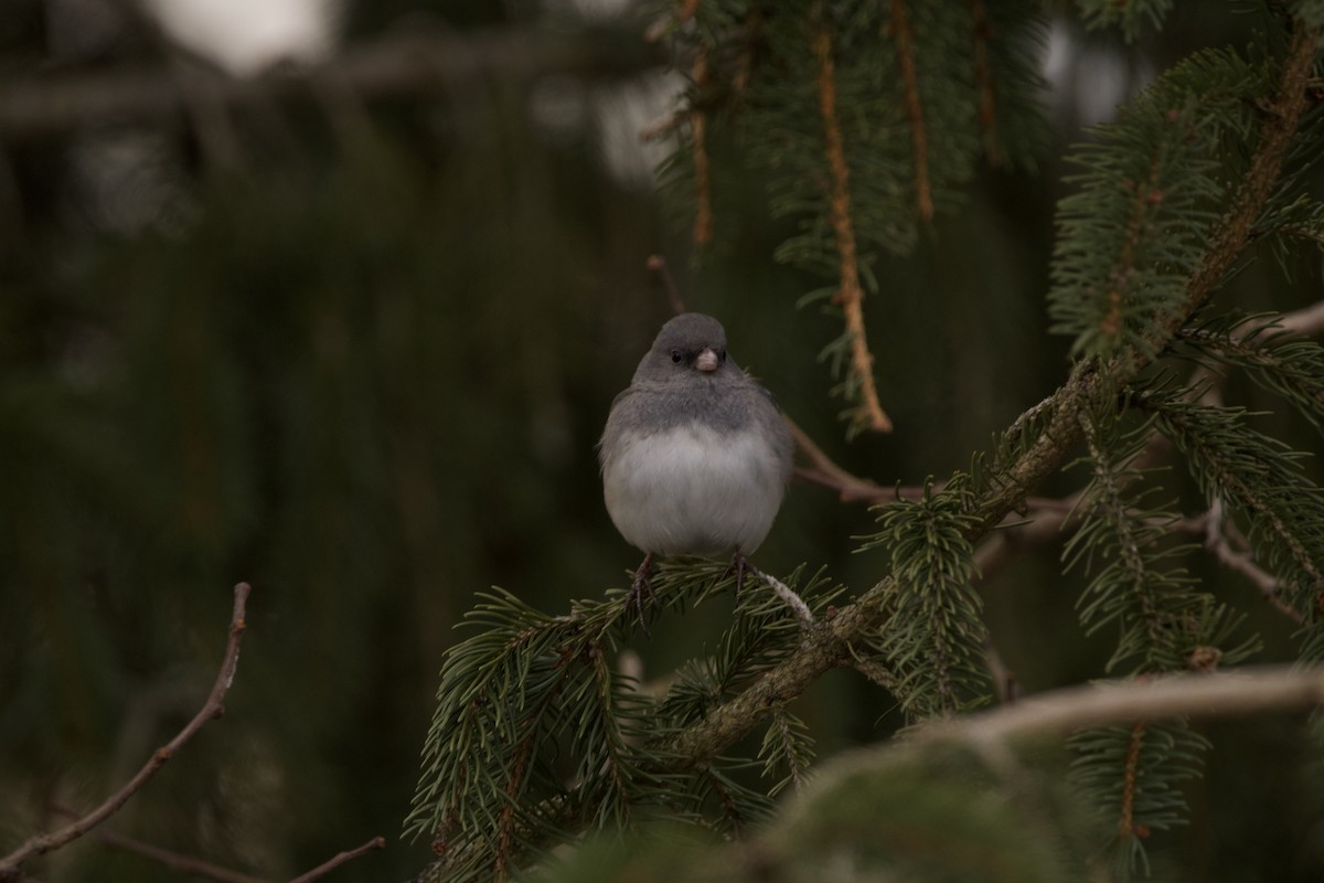 Dark-eyed Junco - ML529657551