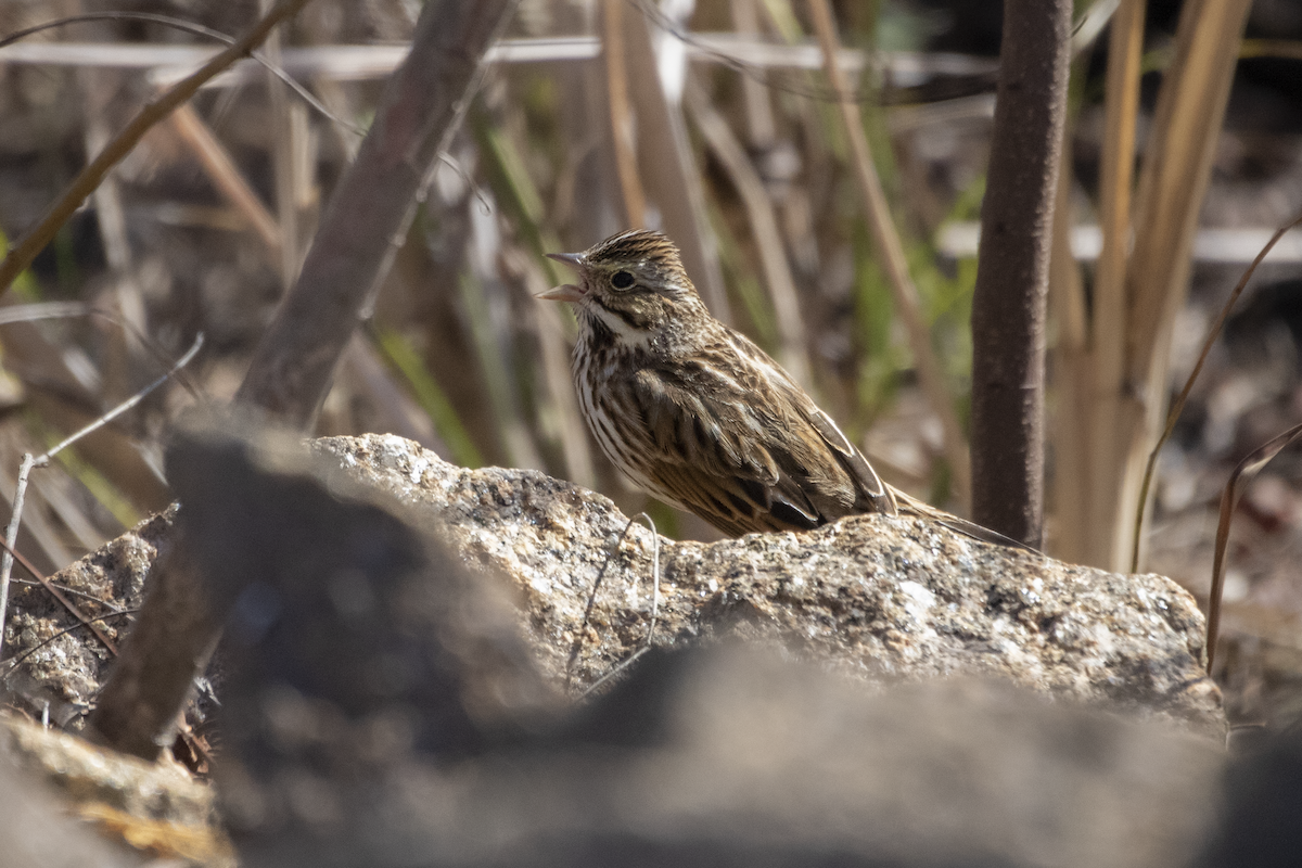 Song Sparrow - ML529657651