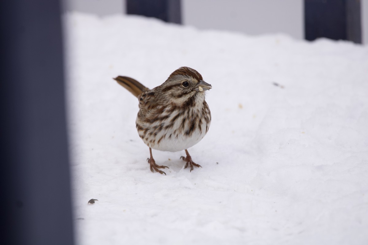 Song Sparrow - ML529657991