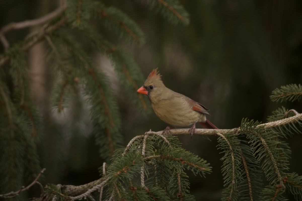 Cardinal rouge - ML529658151