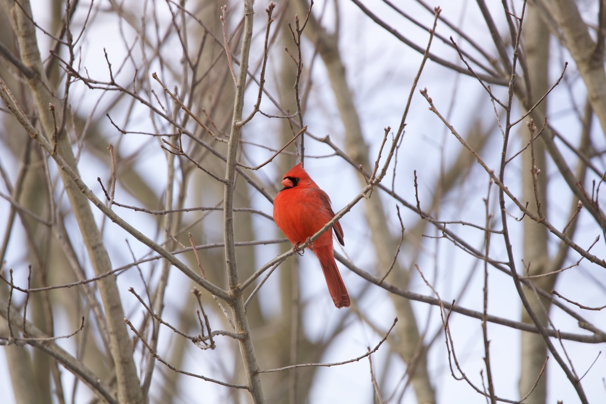 Northern Cardinal - ML529658171