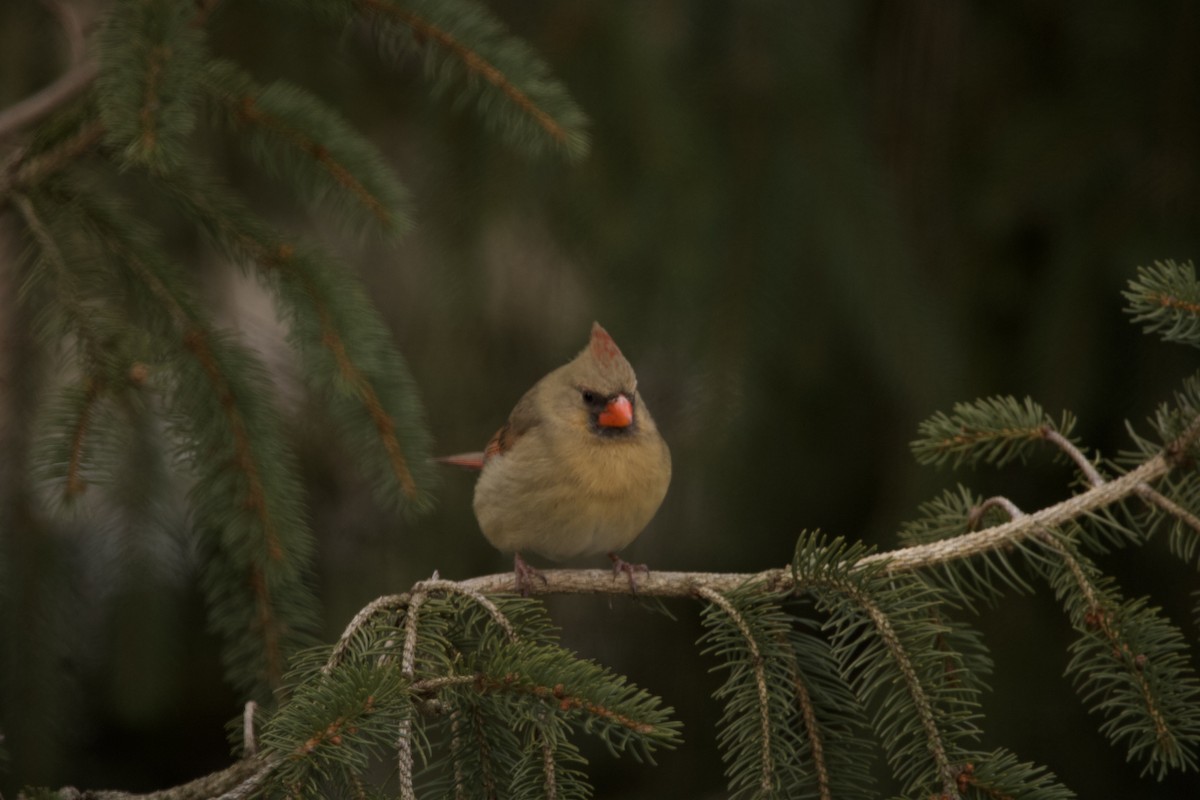 Northern Cardinal - ML529658181