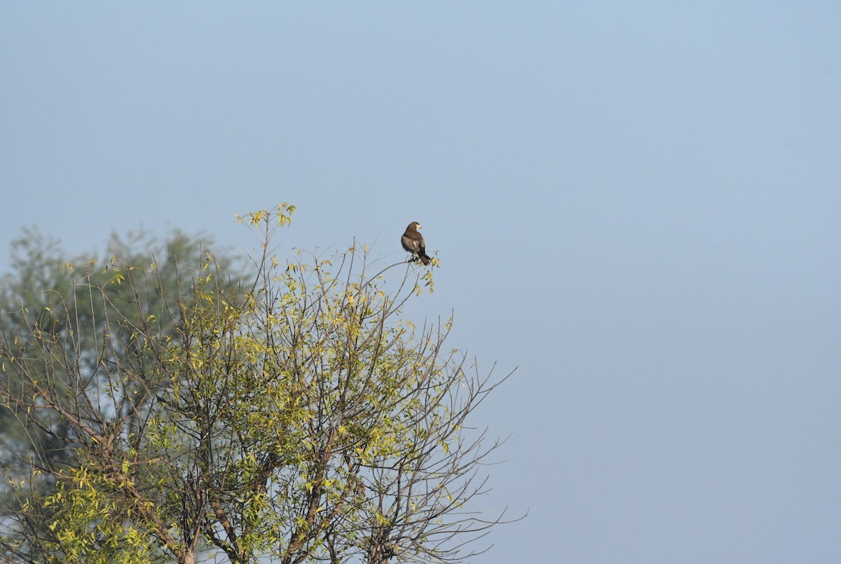 White-eyed Buzzard - ML529658921