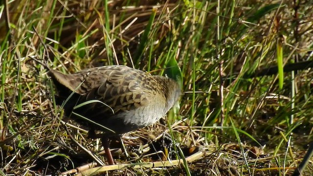 Ash-throated Crake - ML529659111