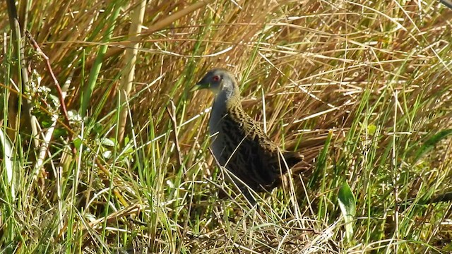 Ash-throated Crake - ML529659131