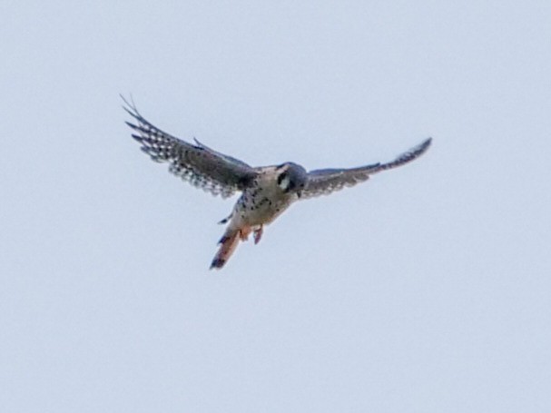 American Kestrel - Roger Horn