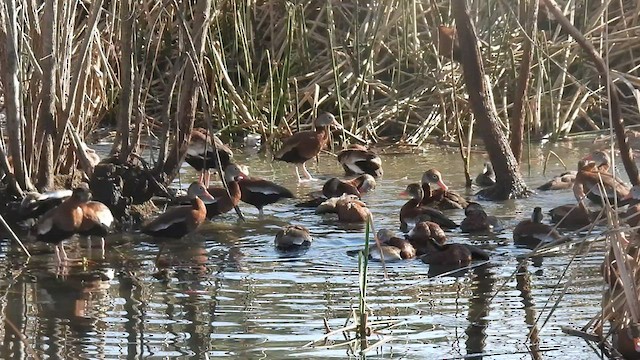 Black-bellied Whistling-Duck - ML529660391