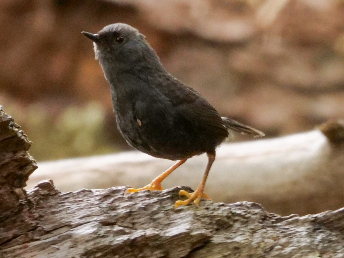 Magellanic Tapaculo - ML529660501