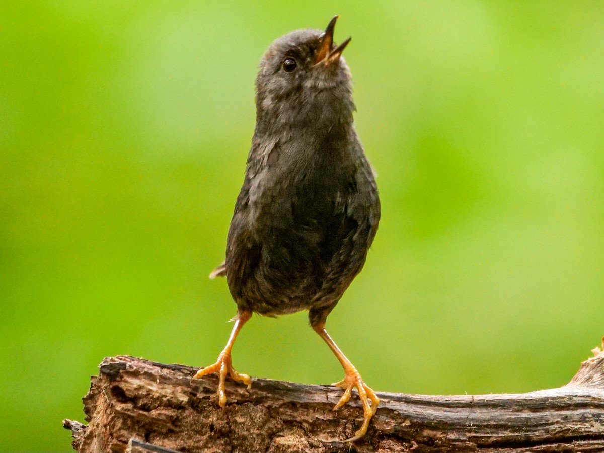 Magellanic Tapaculo - ML529660561