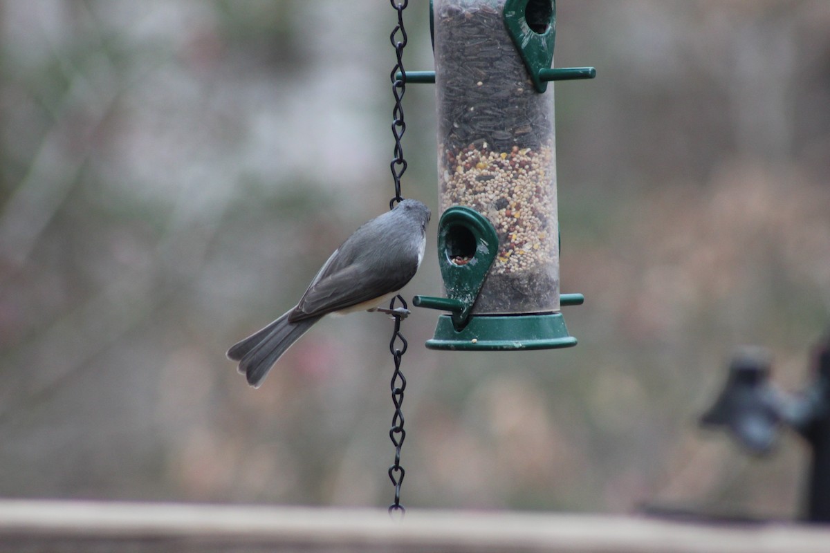 Tufted Titmouse - ML52966101