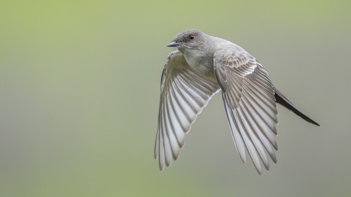 Say's Phoebe - ML529661031