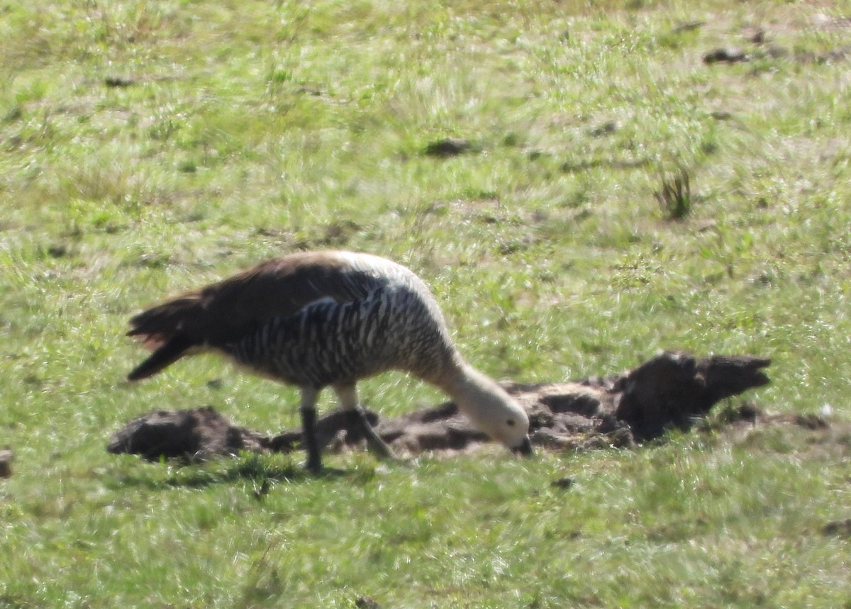 Upland Goose - ML529661251