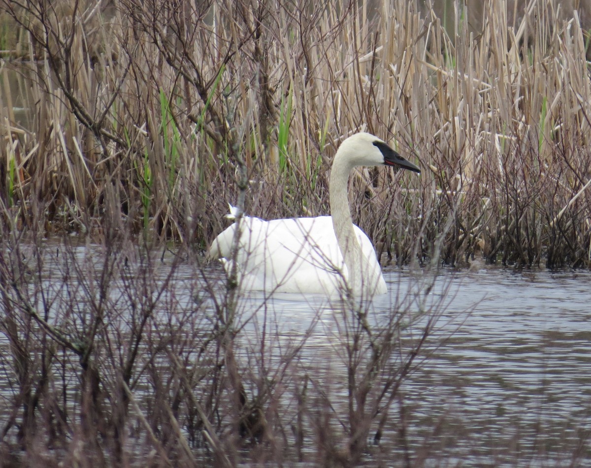 Trumpeter Swan - ML529661961