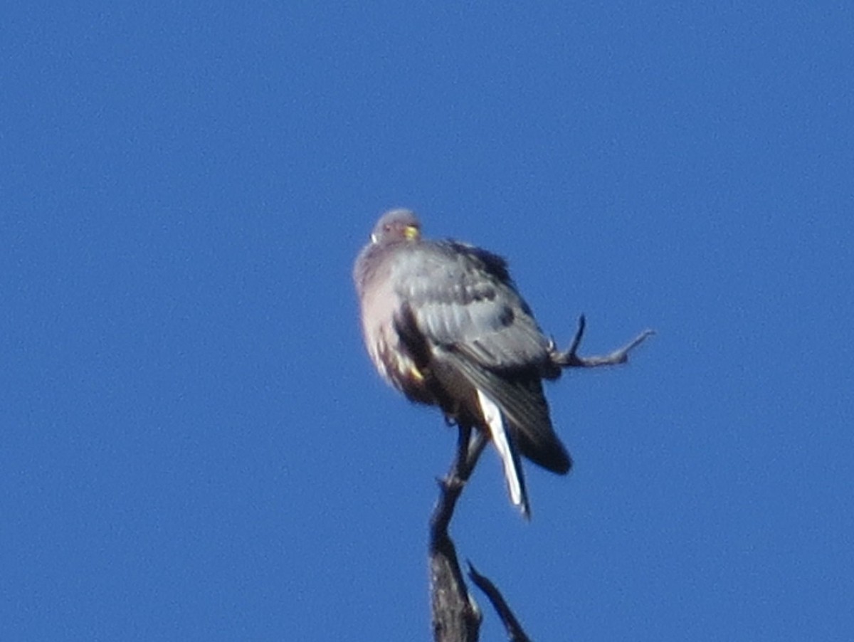 Band-tailed Pigeon - Benjamin Guo