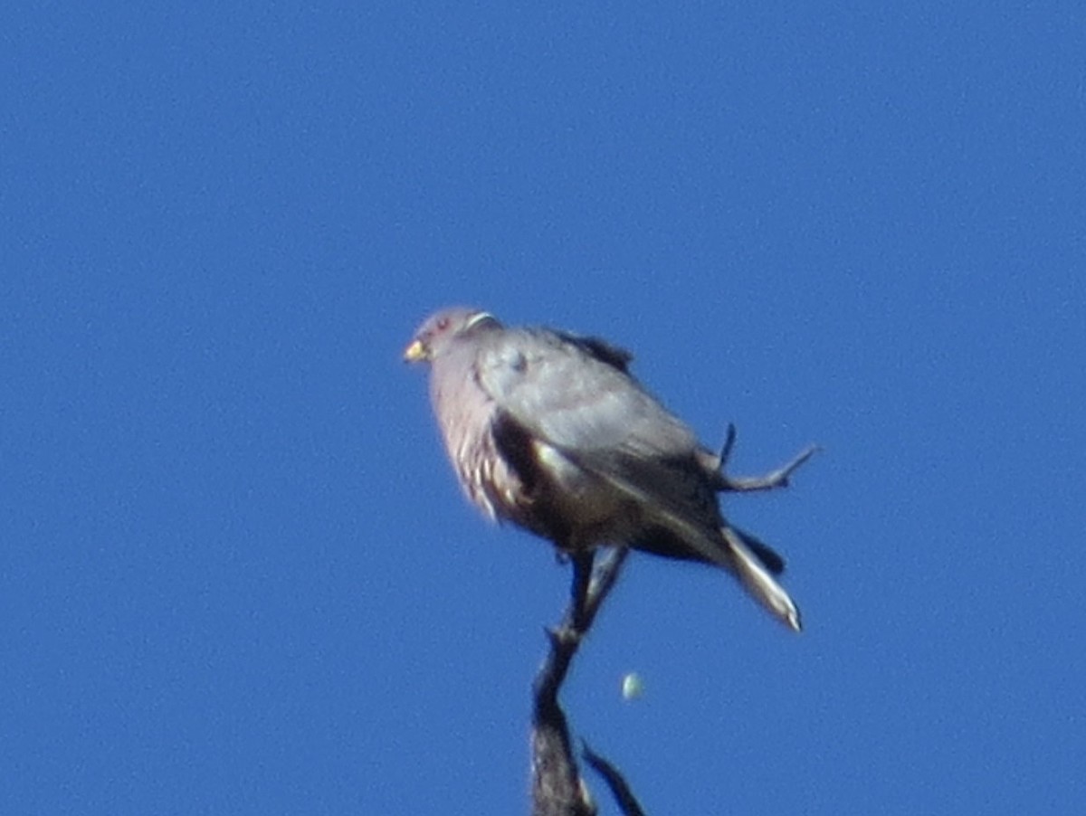 Полосатохвостый голубь - ML529662811
