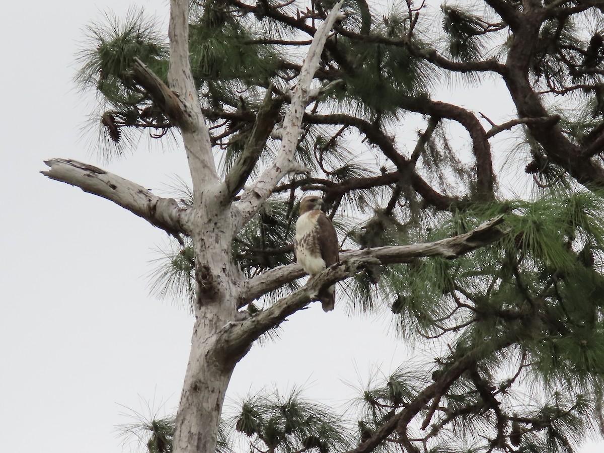 Red-tailed Hawk - ML529663351