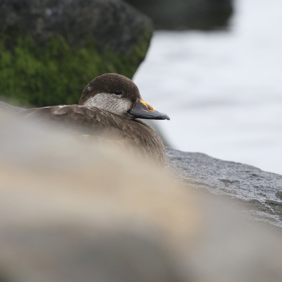 Black Scoter - ML529663371