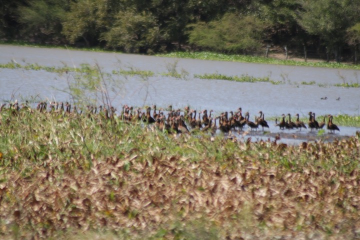 Fulvous Whistling-Duck - ML529664011