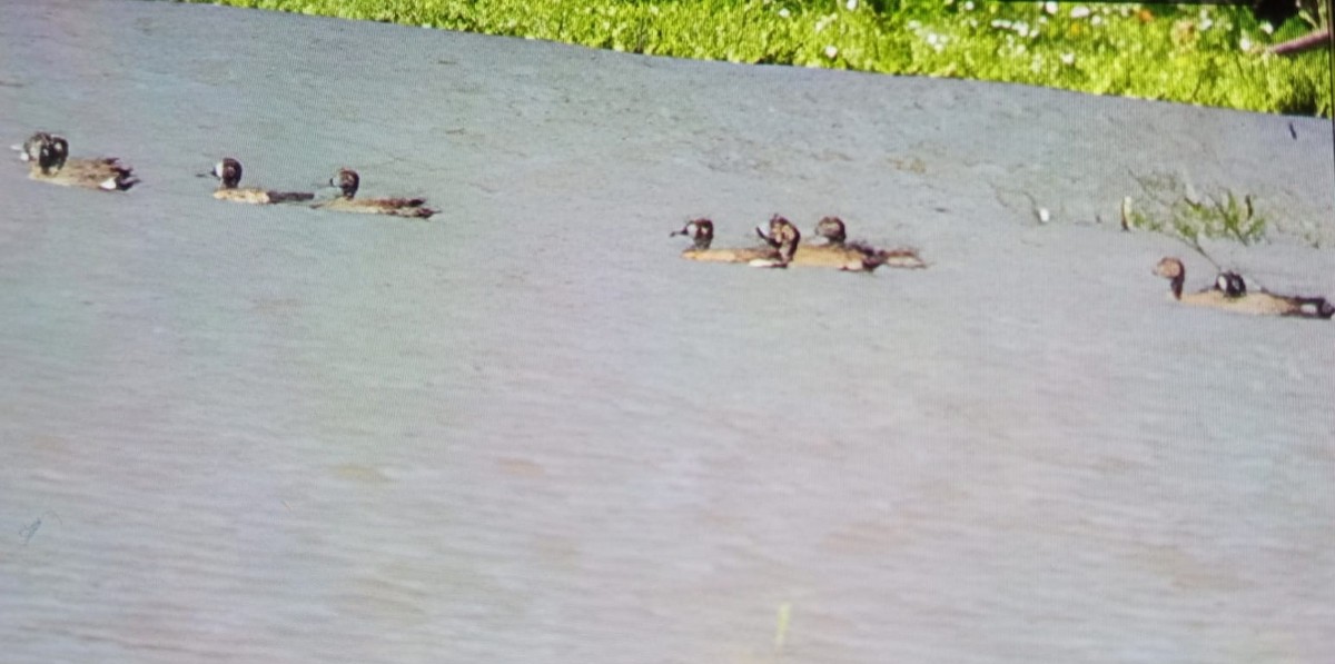 Blue-winged Teal - ML529664091