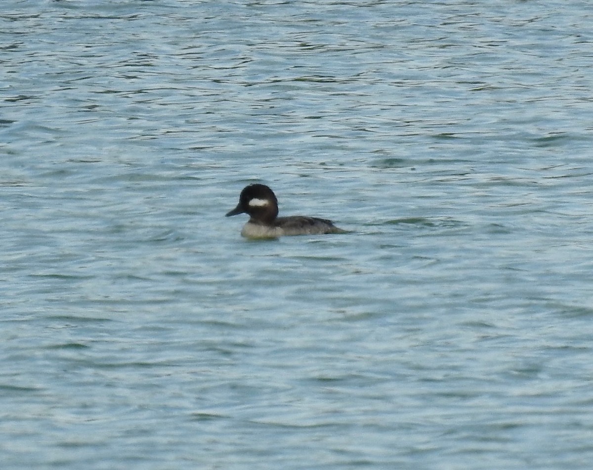 Bufflehead - ML529665371