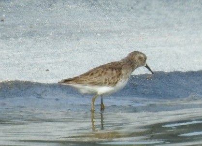 Least Sandpiper - alice horst