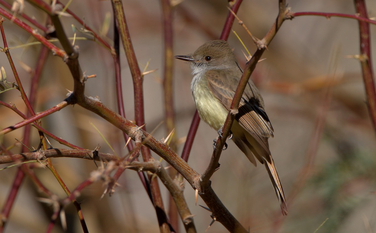 Dusky-capped Flycatcher - ML529665651