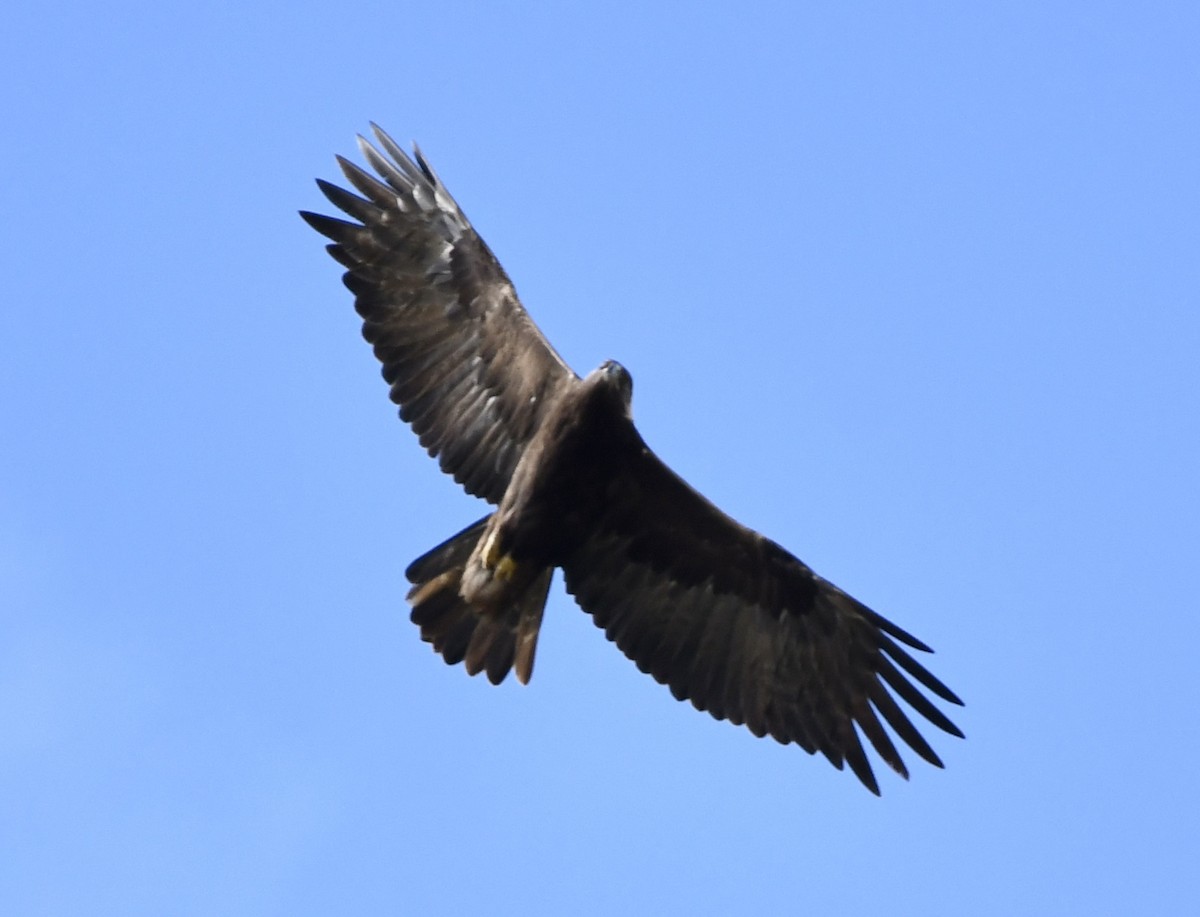 Golden Eagle - ML529665661