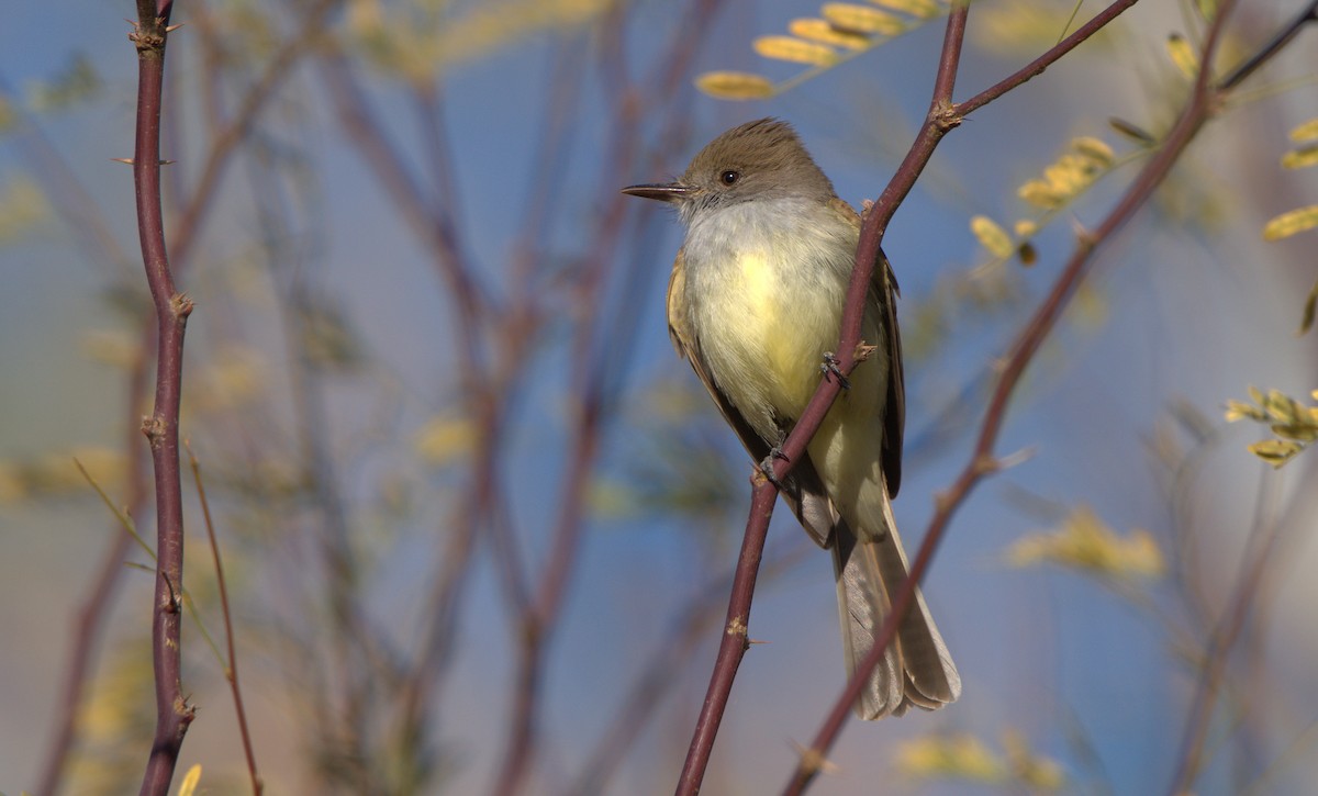 Dusky-capped Flycatcher - ML529665761