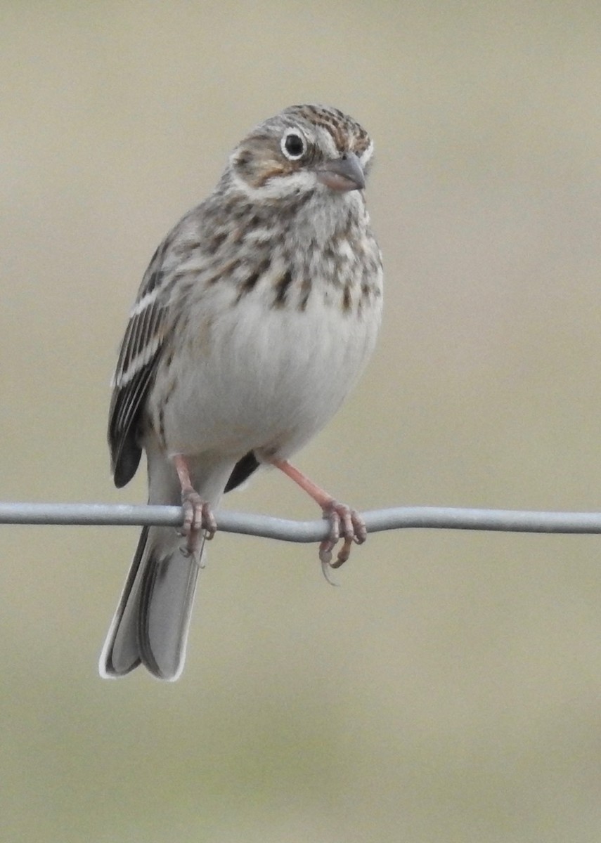 Vesper Sparrow - ML529666061