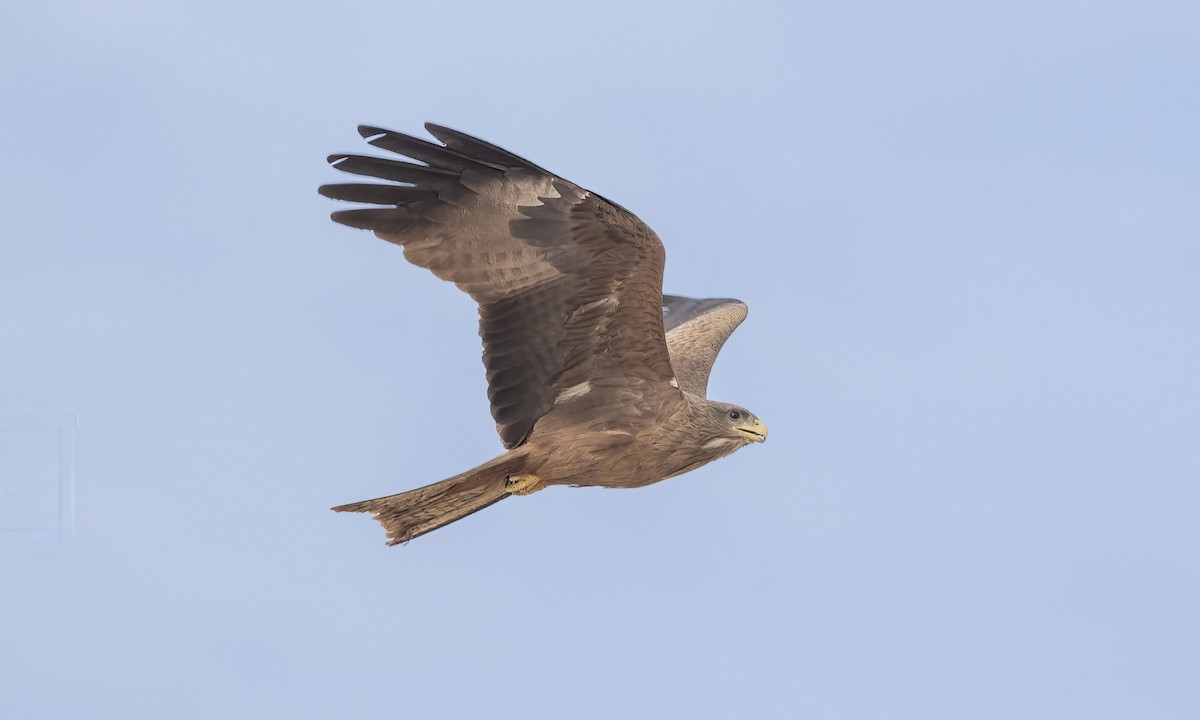 Black Kite (Yellow-billed) - ML529666301