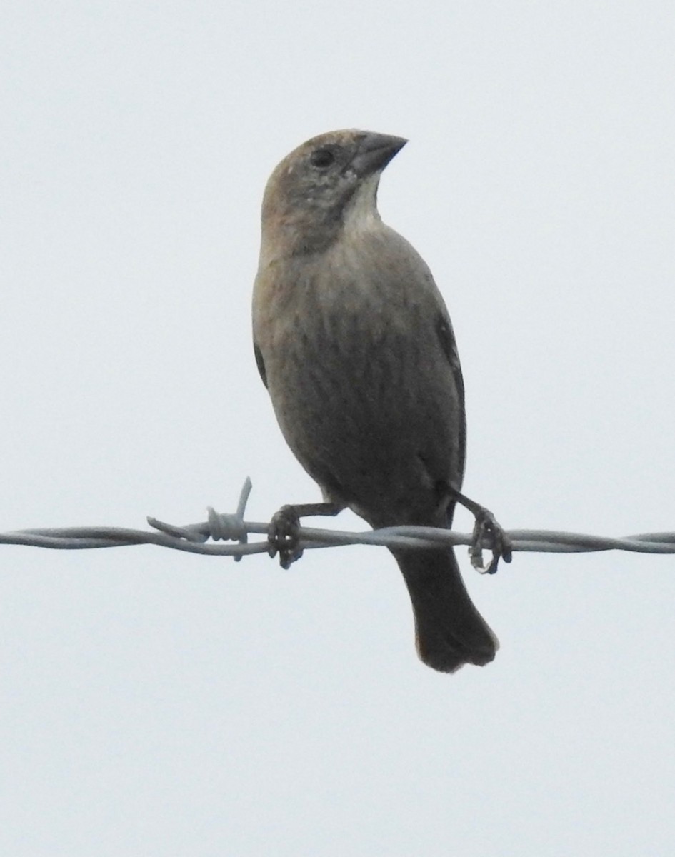 Brown-headed Cowbird - ML529666591