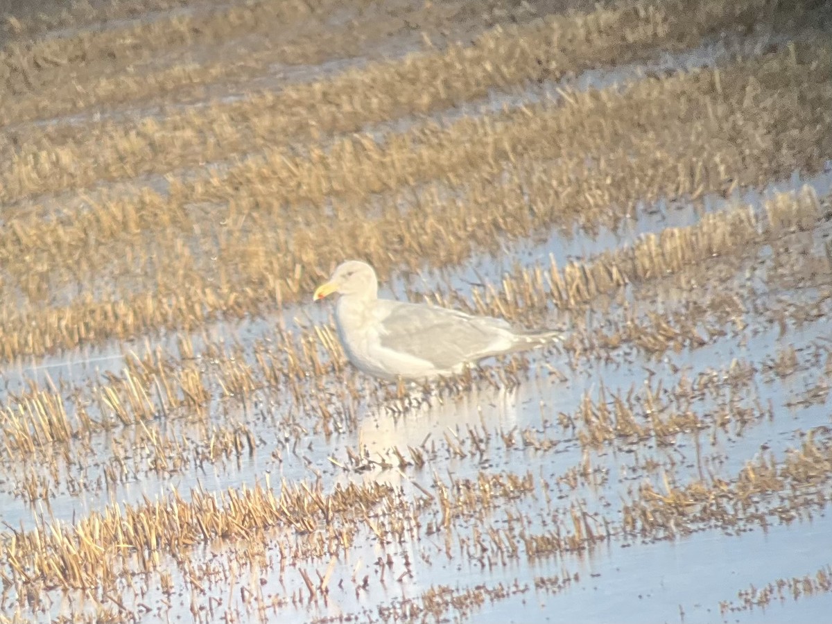 Glaucous-winged Gull - Michael Fisher