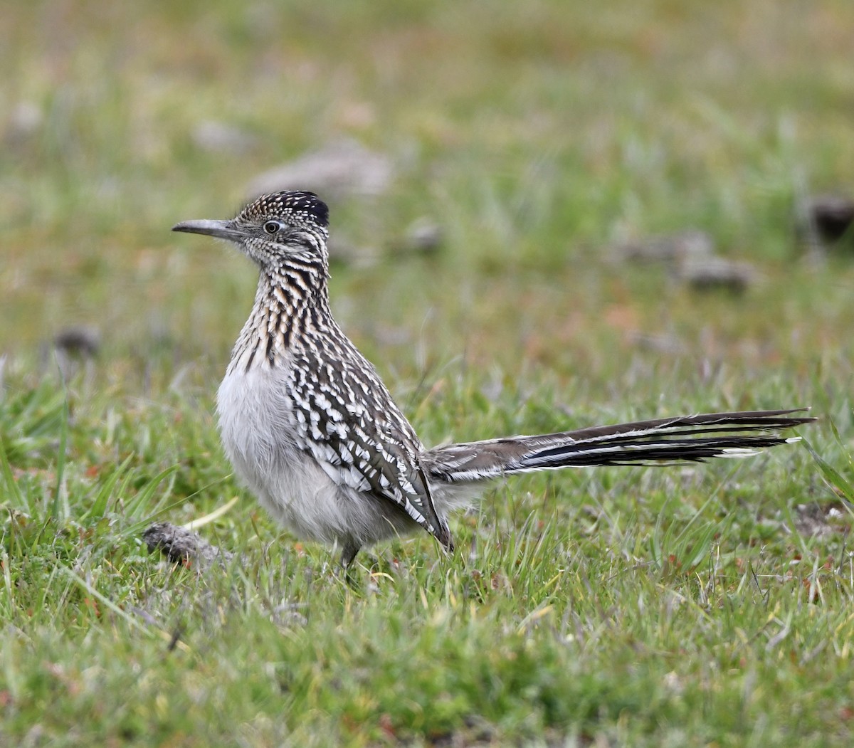 Greater Roadrunner - ML529668711