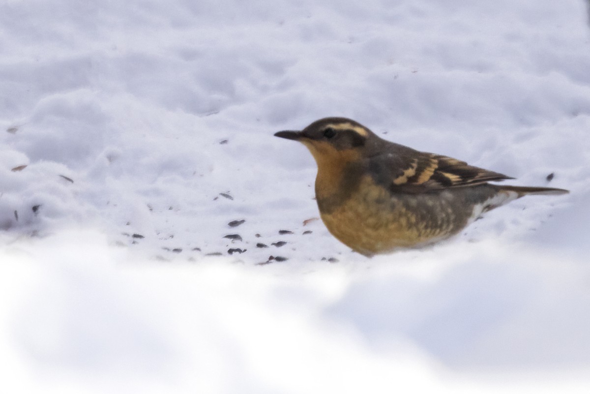 Varied Thrush - ML529668951