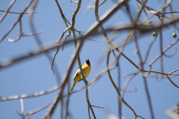 Orchard Oriole - ML529669391
