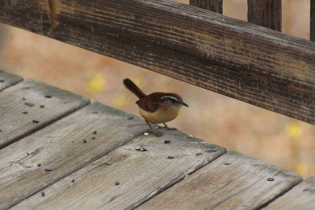 Carolina Wren - Stephanie Kelley