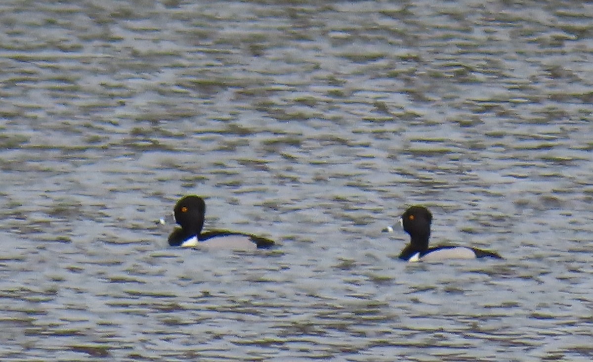 Ring-necked Duck - ML529670171