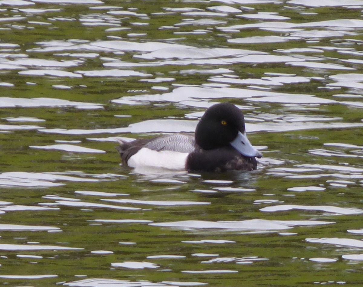 Greater Scaup - ML529670181
