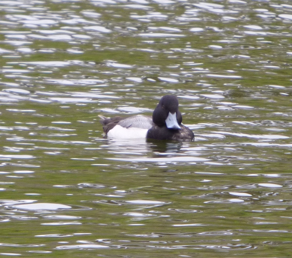 Greater Scaup - ML529670211