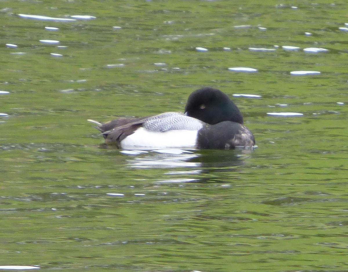Greater Scaup - ML529670221