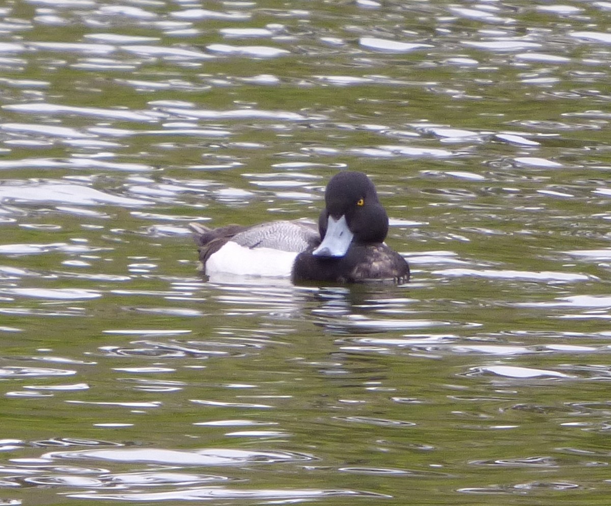 Greater Scaup - ML529670261