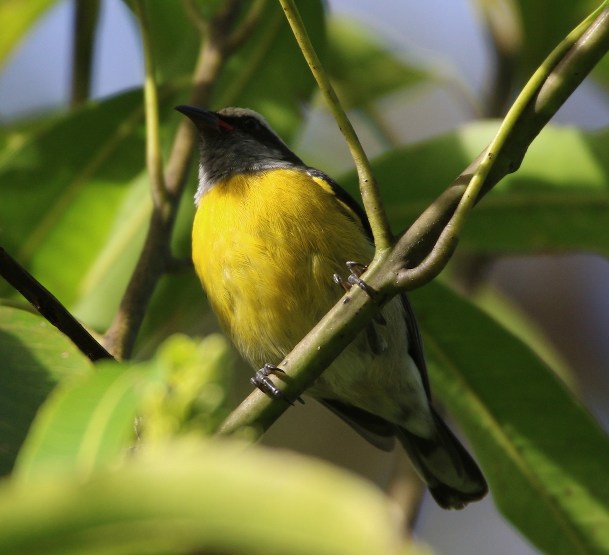 Bananaquit (Puerto Rico) - Liam Ragan