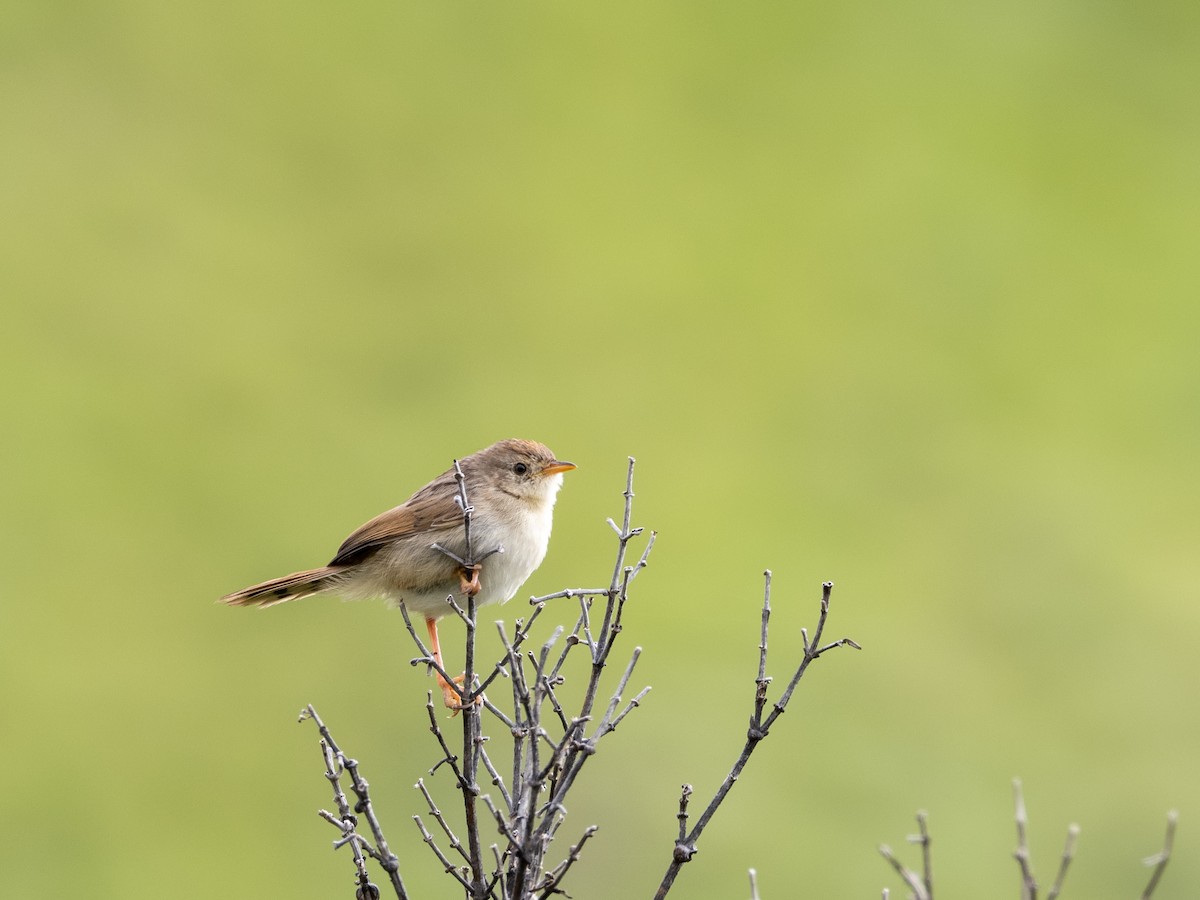 Wailing Cisticola (Wailing) - ML529673471