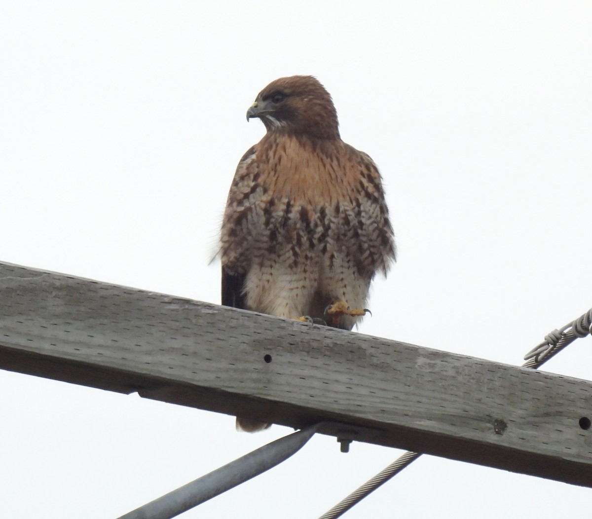 Red-tailed Hawk - K & K Pritchard