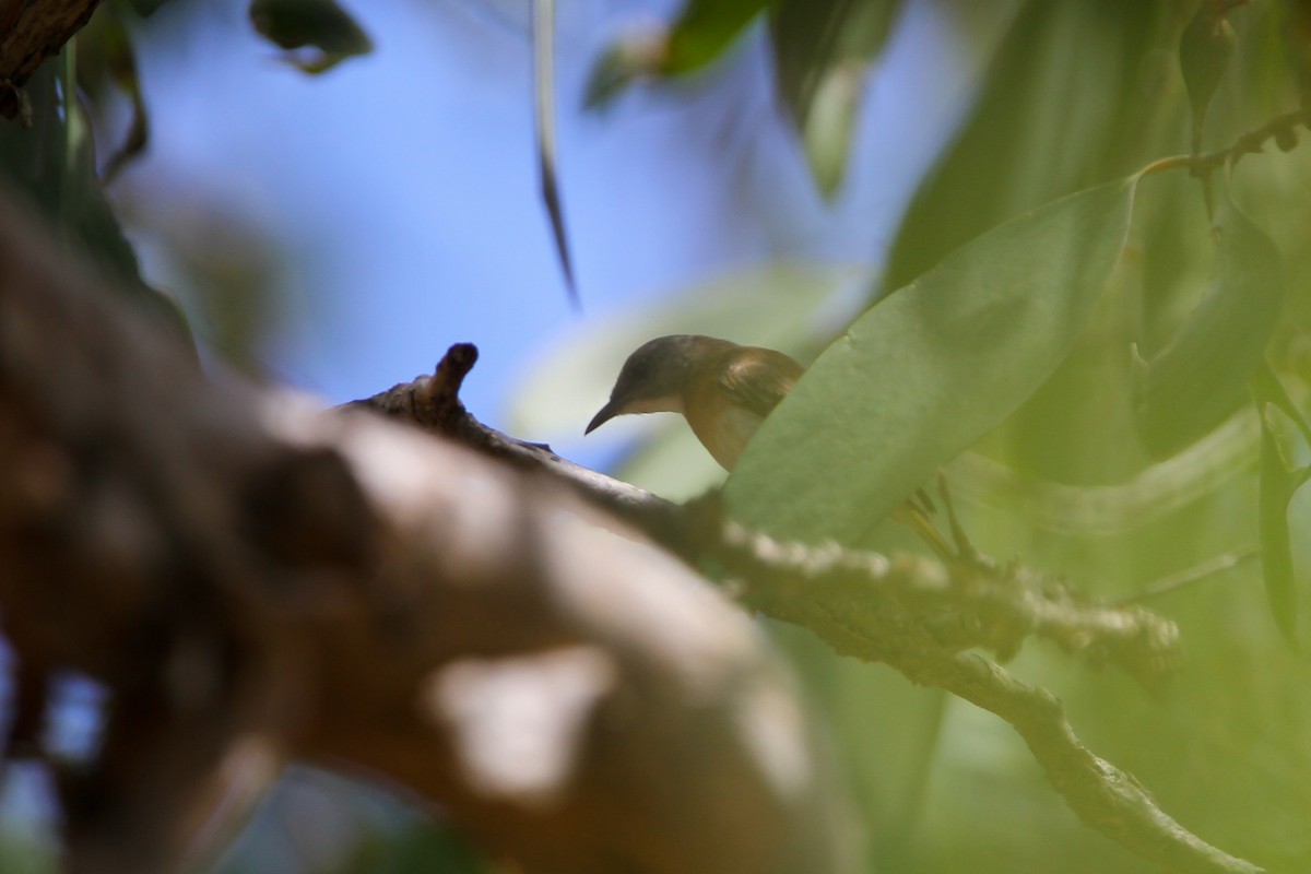 Rufous-banded Honeyeater - ML529674751