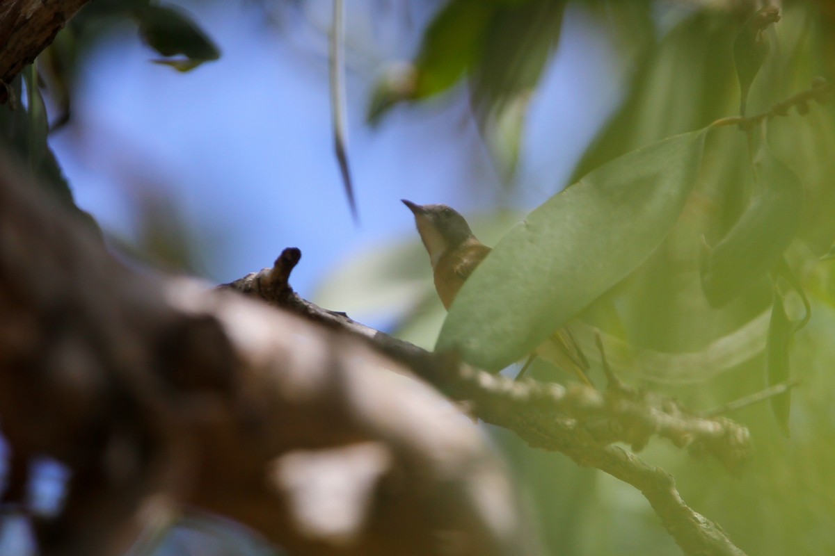 Rufous-banded Honeyeater - ML529674951