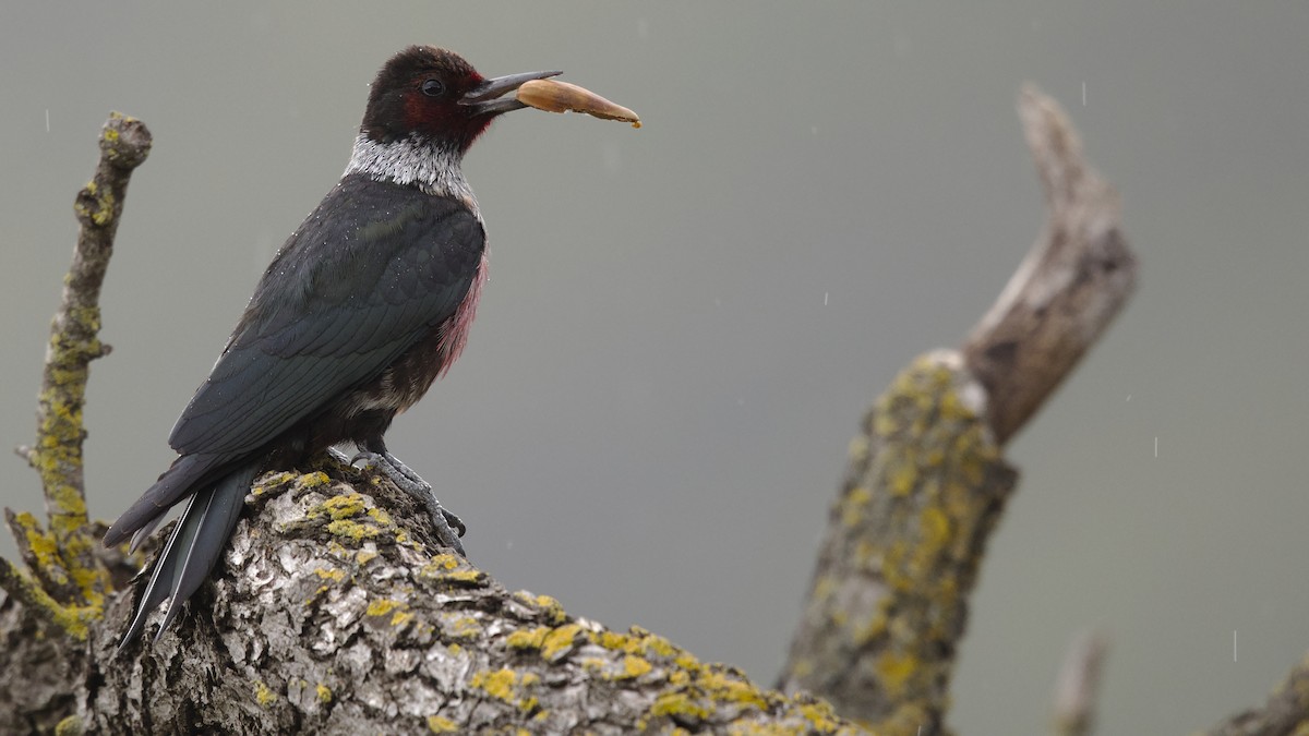 Lewis's Woodpecker - ML529676861