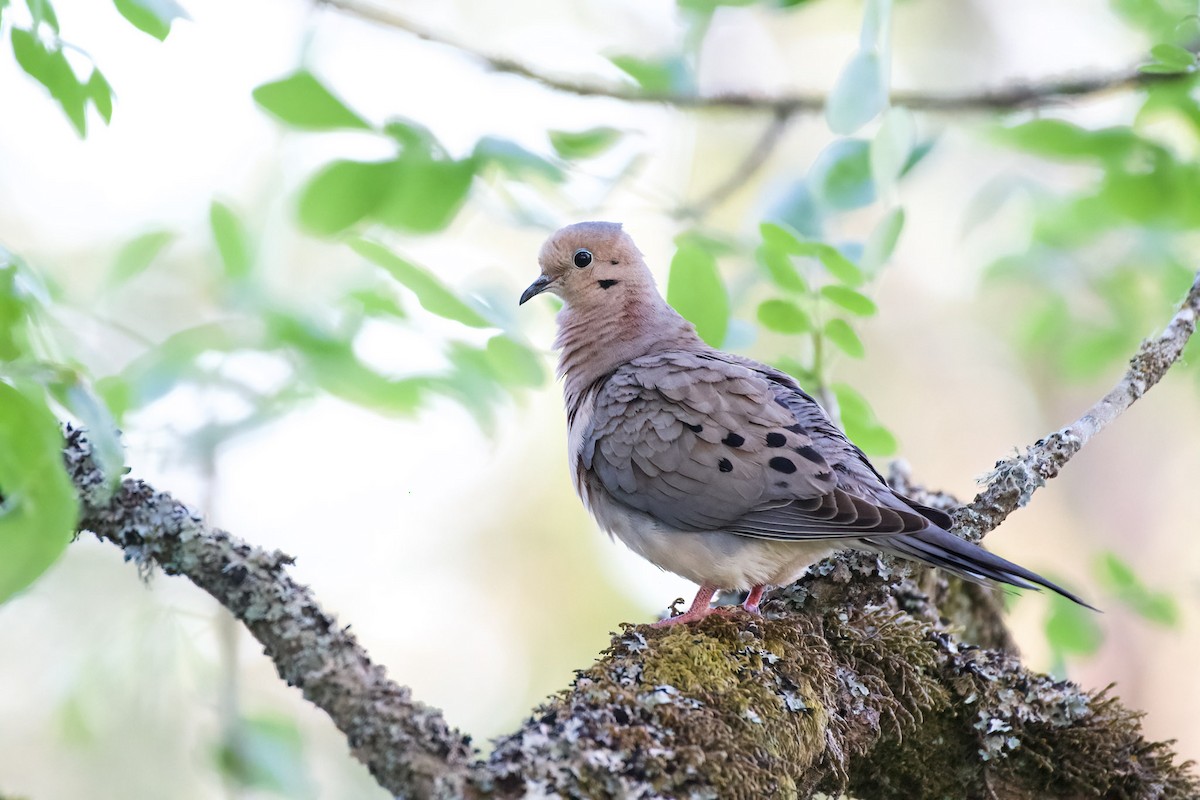 Mourning Dove - ML529676971