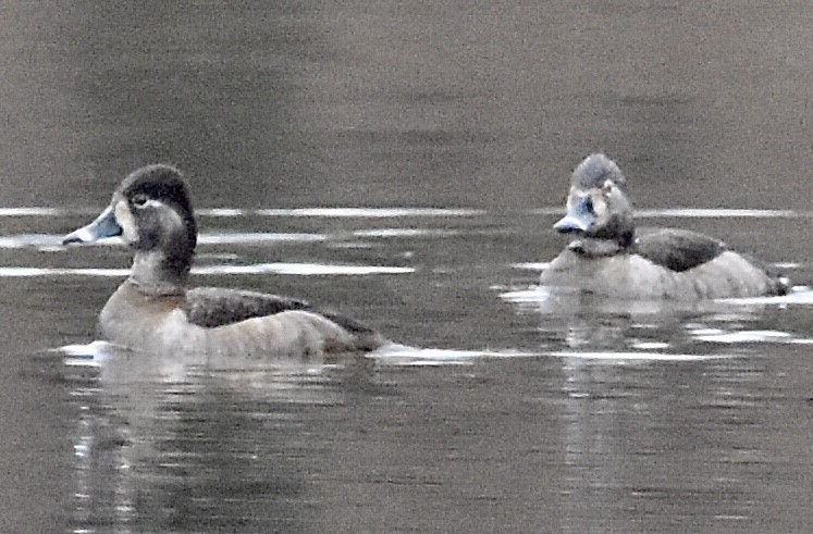 Ring-necked Duck - Jason C. Martin